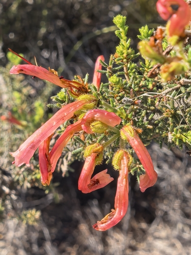 Common Glandular Heath (Erica glandulosa)