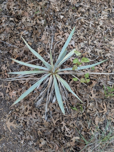 Pale Yucca (Yucca pallida)
