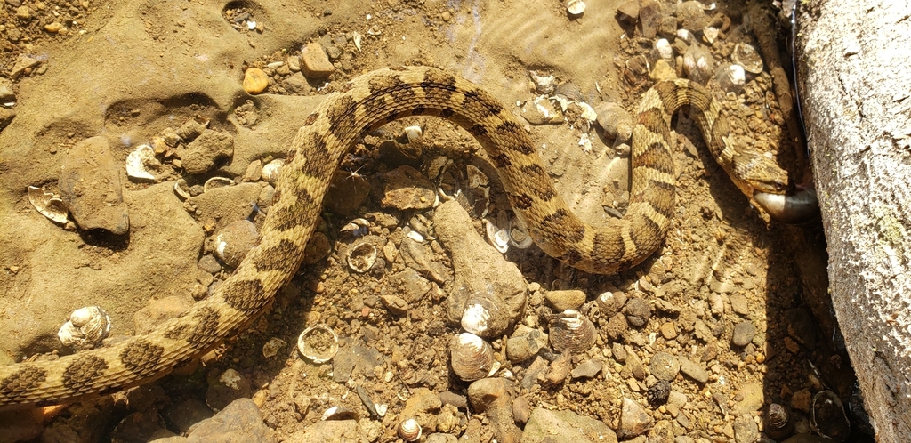 Midland Watersnake from Bone Cave, TN 38581, USA on October 5, 2019 at ...