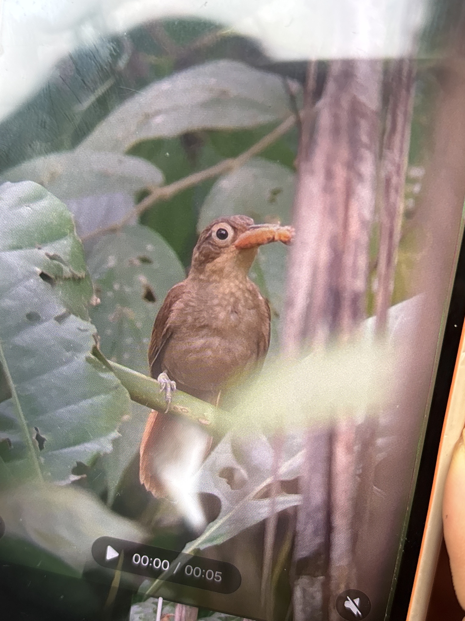 Chiriqui Foliage-gleaner (Automolus exsertus), photo 1