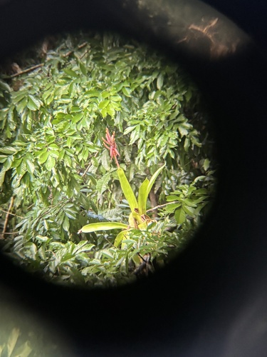 Aechmea tillandsioides, photograph 3