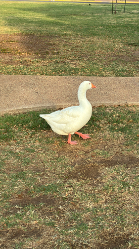 iNaturalist: (c) zachvera, some rights reserved (CC BY-NC) iNaturalist image