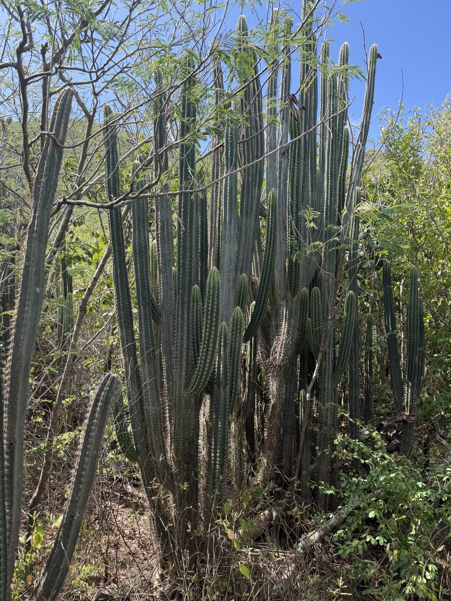 Columnar Cactus (Pilosocereus curtisii)