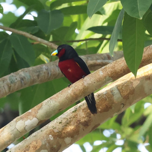Black-and-red Broadbill (Cymbirhynchus macrorhynchos), photo 6