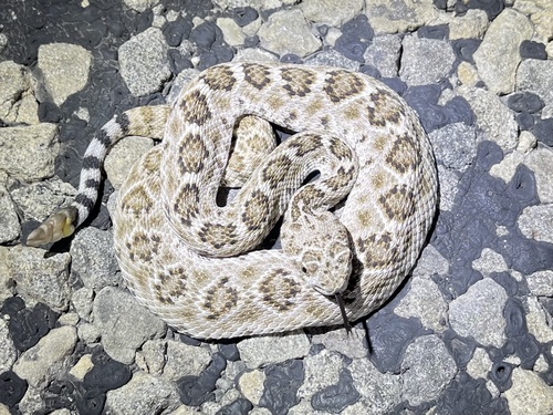 Western Diamond-backed Rattlesnake
