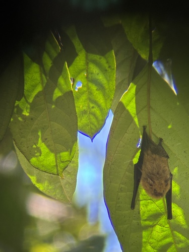 Thomas's Shaggy Bat