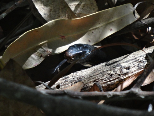 Red-bellied Black Snake sighting