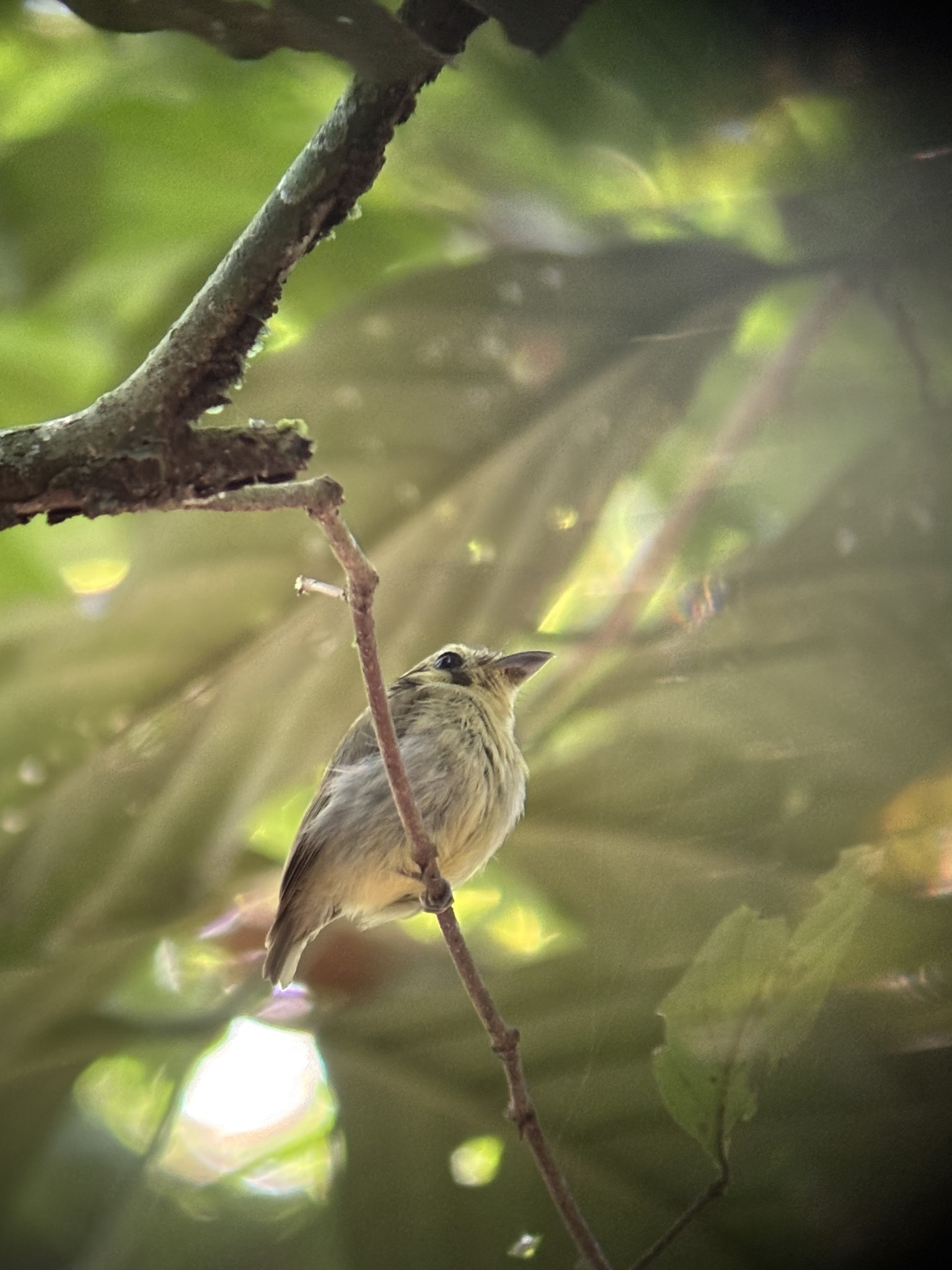 Golden-crowned Spadebill (Platyrinchus coronatus), photo 4