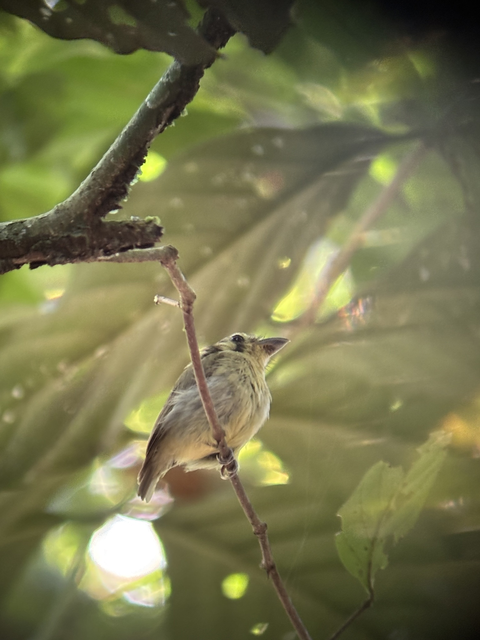 Golden-crowned Spadebill (Platyrinchus coronatus), photo 5