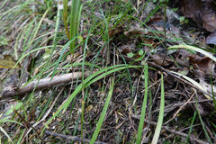 Arthropodium candidum