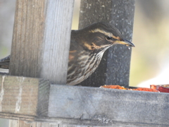 Turdus iliacus coburni