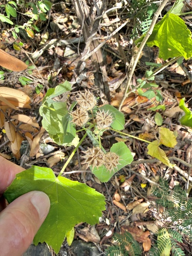 umbrella Indian mallow (Pseudabutilon umbellatum)