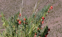 Caiophora chuquitensis