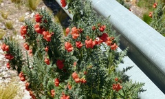 Caiophora chuquitensis