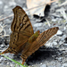 Banded Mapwing - Photo (c) Richard Guillet, some rights reserved (CC BY-NC), uploaded by Richard Guillet
