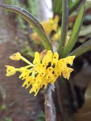 Maxillaria aggregata, photograph (c) Daniel Mesa, some rights reserved (CC BY)