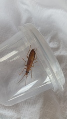 Thelyphassa lineata