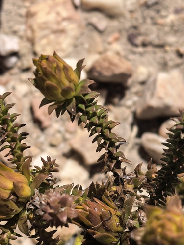 Scaly Perdekaroo (Oedera imbricata)