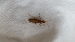Thelyphassa lineata