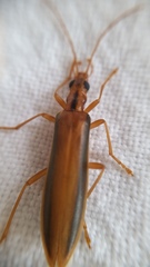 Thelyphassa lineata
