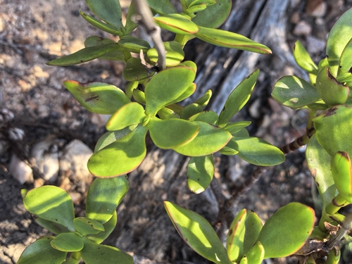 Karky Stonecrop (Crassula cultrata)