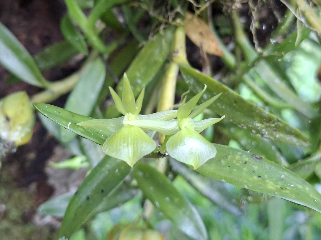 Epidendrum dentiferum Ames & C.Schweinf.
