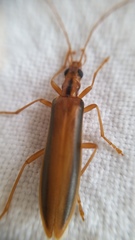 Thelyphassa lineata