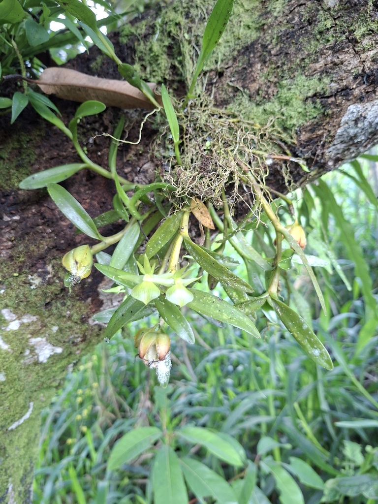 Epidendrum dentiferum Ames & C.Schweinf. 2