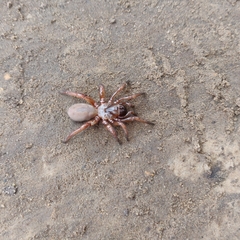 Myrmekiaphila comstocki