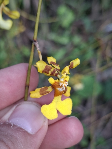 Oncidium obryzatum, photograph 4