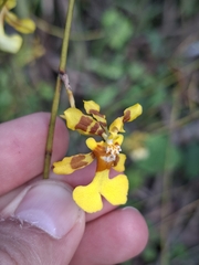 Oncidium obryzatum, photograph (c) Daniel Mesa, some rights reserved (CC BY)
