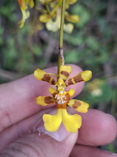 Oncidium obryzatum, photograph 5