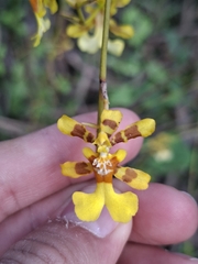 Oncidium obryzatum, photograph (c) Daniel Mesa, some rights reserved (CC BY)