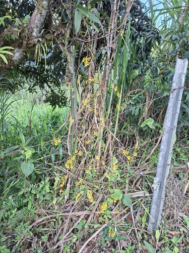 Oncidium obryzatum, photograph 6