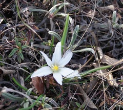 Ornithogalum fimbriatum