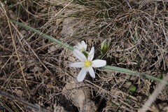 Ornithogalum fimbriatum