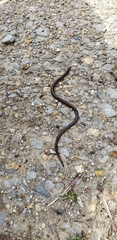 Carphophis amoenus helenae