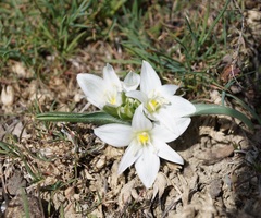 Ornithogalum fimbriatum