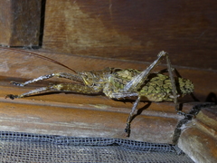 Pristonotus tuberosus