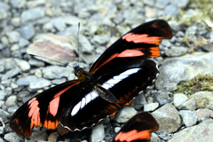 Podotricha telesiphe