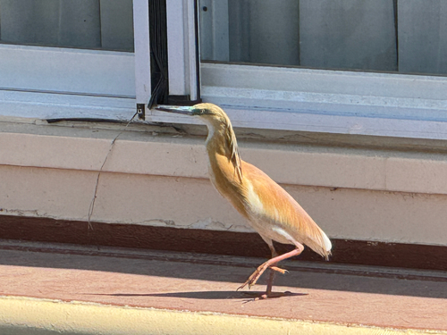 iNaturalist: (c) ameliedb, some rights reserved (CC BY-NC) iNaturalist image