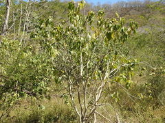 Tabernaemontana tomentosa