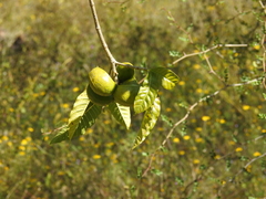 Tabernaemontana tomentosa