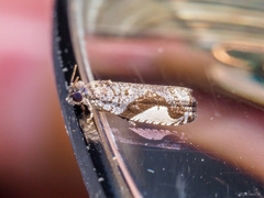 Statherotis leucaspis