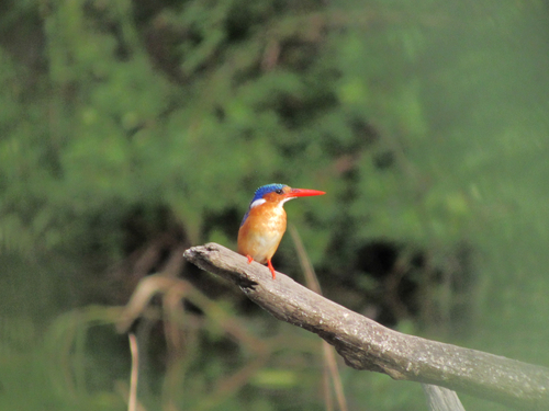 iNaturalist: (c) maya_gonzo, some rights reserved (CC BY-NC) iNaturalist image