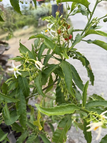Bahama Nightshade (Solanum bahamense)