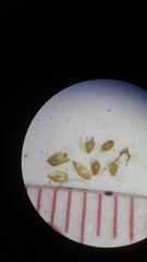 Eleocharis parvula