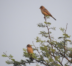 Emberiza bruniceps