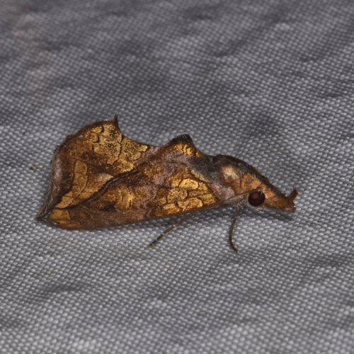Plusiodonta nitissima