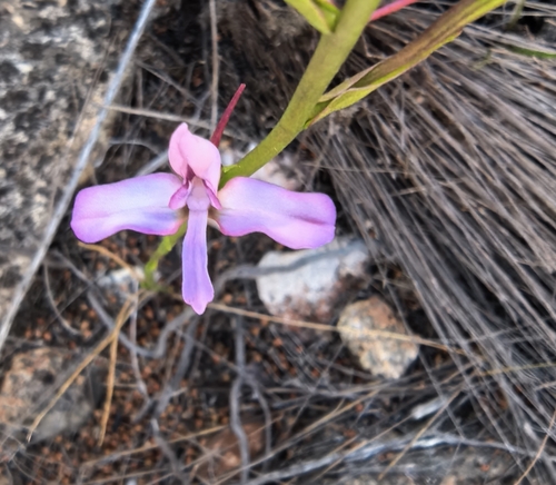 Kleinkaroo Disa (Disa arida)